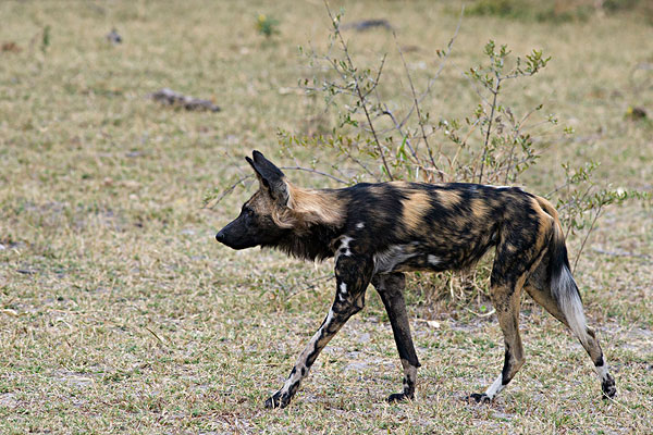 非洲野犬黑尖图片