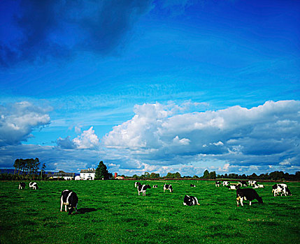 牛,靠近,蒂珀雷里郡,爱尔兰