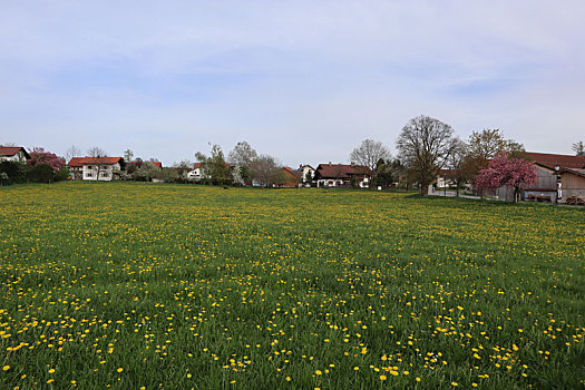 murnau