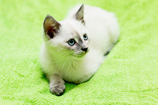 雪白,小猫,蓝眼睛,卧