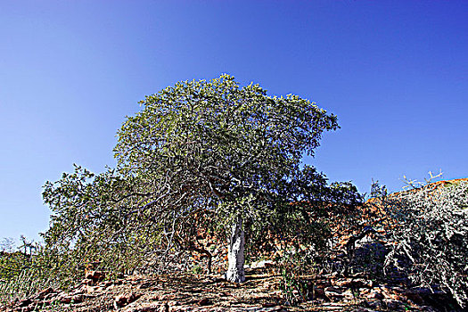 纳米比亚,达马拉兰,树