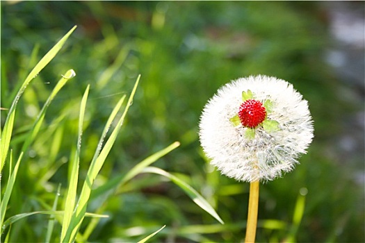 野草莓,蒲公英