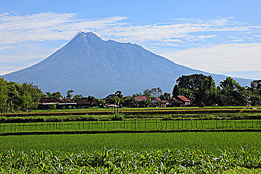 印度尼西亚,爪哇,火山,稻田