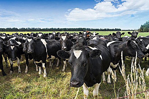 拥挤,母牛,绿色,草场,蓝天