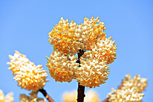 结香花