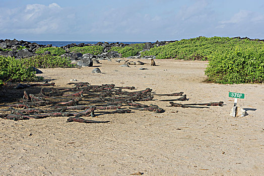 海鬣蜥,沙滩,西班牙岛,加拉帕戈斯群岛,厄瓜多尔,南美