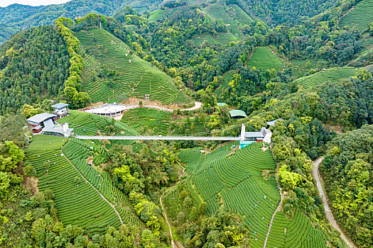 中国广西贺州昭平生态茶园春季自然风光景色优美