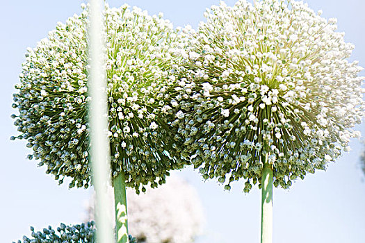 葱属植物,花