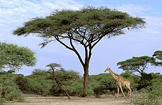 非洲,博茨瓦纳,奥卡万戈三角洲,南方长颈鹿,长颈鹿,刺槐