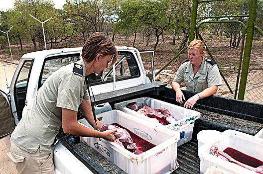 濒危物种,中心,禁猎区,南非