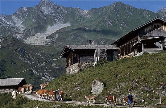 母牛,哺乳动物,山,高山牧场,阿尔卑斯小屋,提洛尔,奥地利,欧洲,牲畜,农事,动物