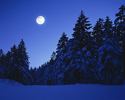 树林,满月