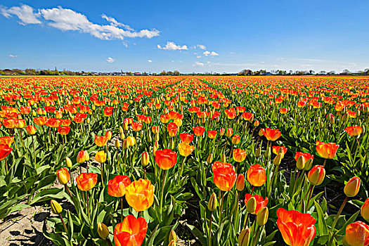 风景,上方,郁金香,地点,春天,荷兰南部,荷兰