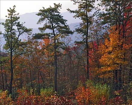 南方,肯塔基,山峦,秋天,松树,山,州立公园,靠近