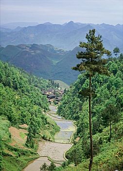 稻田,凯里,中国