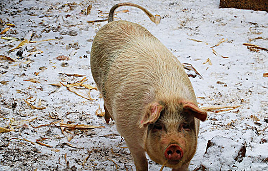 雪中的猪,猪,牲畜,养殖,家畜,动物,肥猪