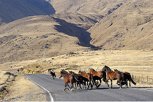 男人,马,途中,路线,阿根廷