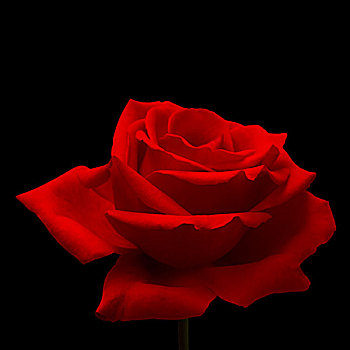 红玫瑰,黑色背景,背景,特写