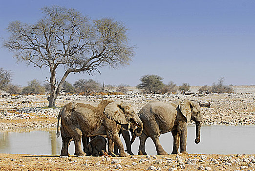 非洲象,水潭,埃托沙国家公园,纳米比亚