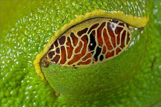 红眼树蛙,眼睑,环境,休息,哥斯达黎加
