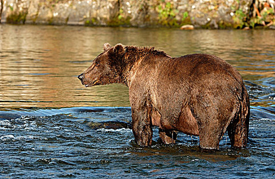 褐色,熊,站立,河,阿拉斯加,美国