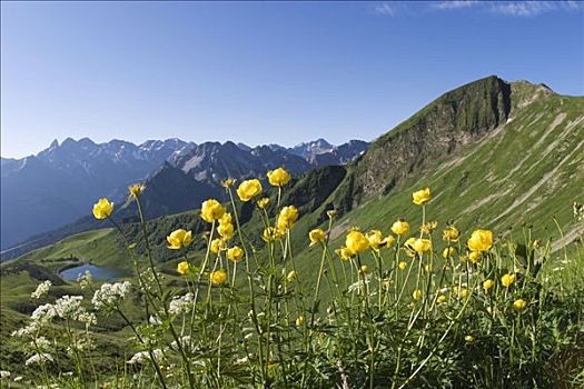 地球,花,湖,阿尔卑斯山,德国