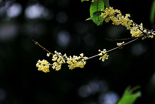 雨中桂花