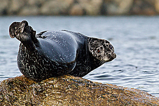 斑海豹,晒太阳,石头,靠近,维多利亚,不列颠哥伦比亚省,加拿大