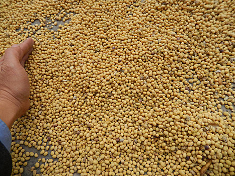 重庆市云阳县外郎乡的大豆黄豆种植丰收