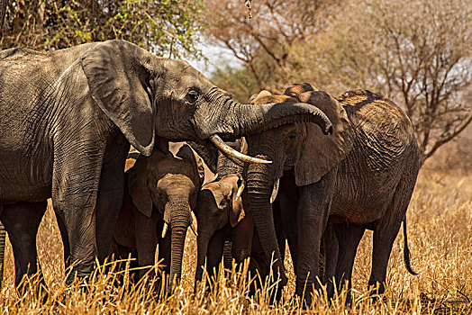 大象,非洲象,塔兰吉雷国家公园,坦桑尼亚