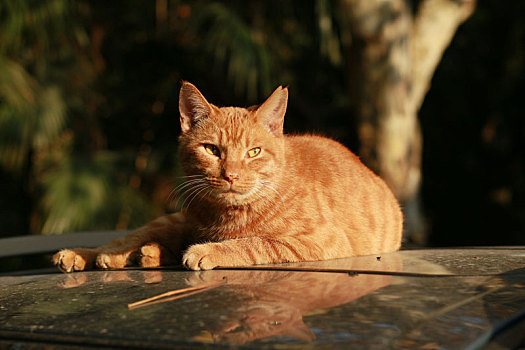 猫,野猫