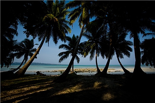 热带沙滩,棕榈树,剪影