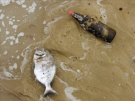 死,海滨,鱼,瓶子,海滩