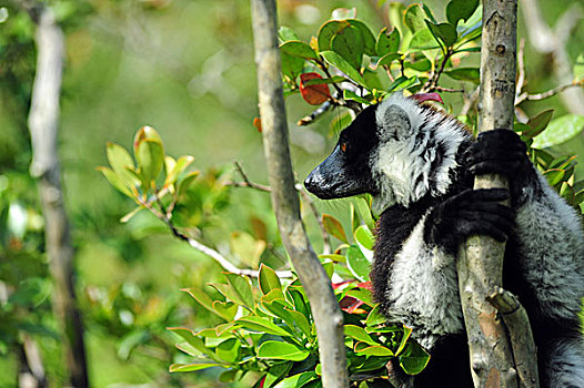 马达加斯加,黑白,狐猴,物种