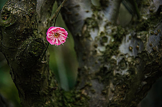 梅花