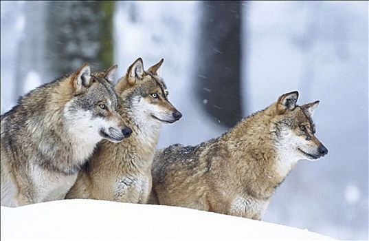 狼,国家公园,巴伐利亚,德国