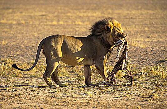 雄性,狮子,捕食,卡拉哈迪大羚羊国家公园,北开普,南非,非洲