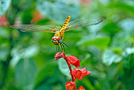 蜻蜓,达卡,孟加拉,七月,2007年