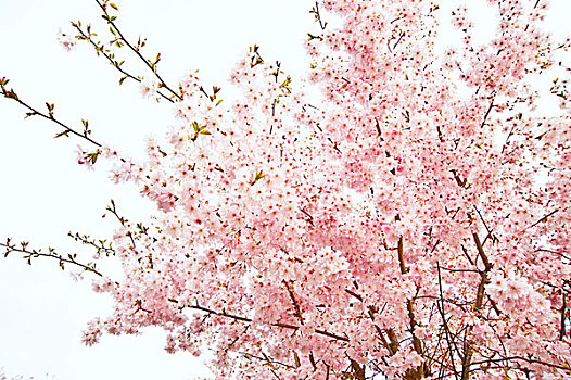 可爱,鲜明,亮色调,春天,花,树,特写