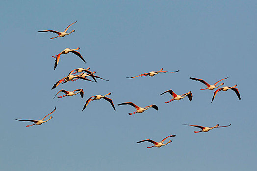大红鹳,火烈鸟,成群,飞,三角洲,自然保护区,塔拉戈纳省,加泰罗尼亚,西班牙,欧洲