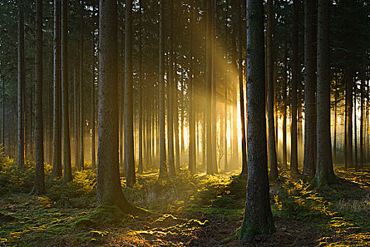 云杉,树林,早晨,雾气,日出,奥登瓦尔德,黑森州,德国