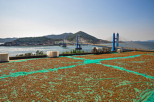 夏天嵊山岛上晒贻贝