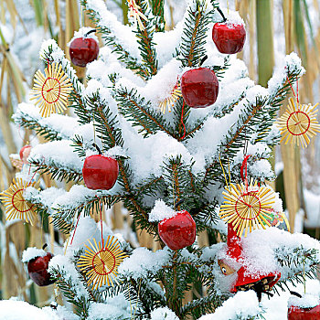 圣诞树,装饰,稻草,星,苹果