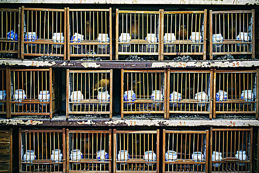 鸟,一堆,笼子,上海,花市,中国