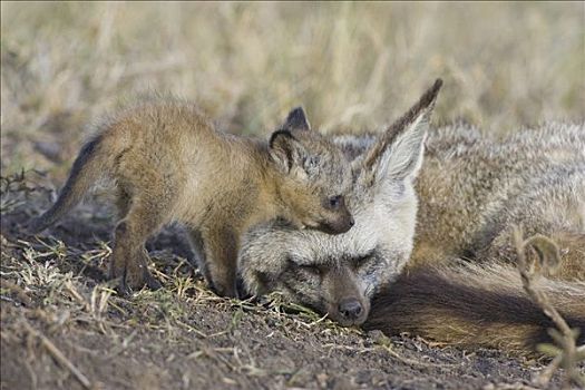 大耳狐,父母,四个,星期,老,幼仔,马赛马拉国家保护区,肯尼亚
