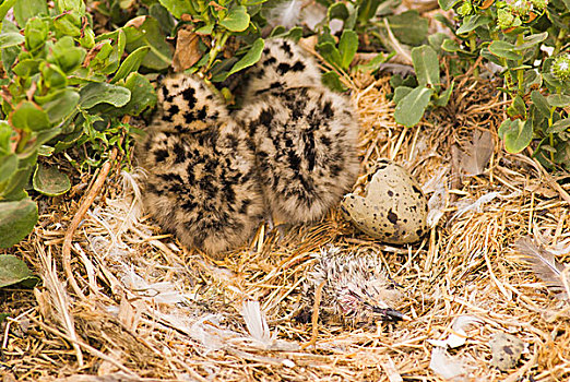 西部,海鸥,幼禽,峡岛国家公园,加利福尼亚