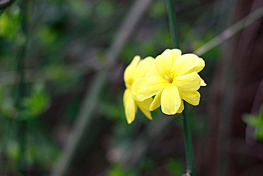 迎春花