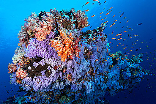 鱼群,软珊瑚,北方,马累环礁,马尔代夫,水下