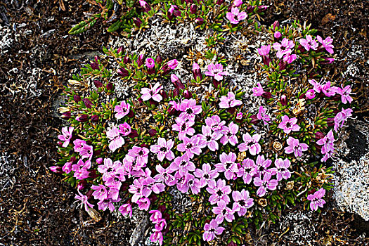 俯拍,苔藓,花,斯匹次卑尔根岛,挪威