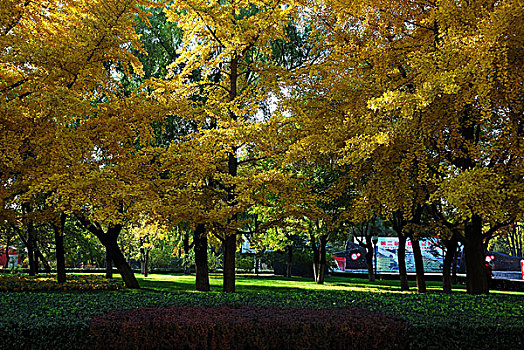 地壇公園里秋天金黃色的銀杏樹